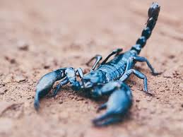 Scorpion