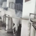 उज्जैन में 40°C के पार तापमान: भीषण गर्मी से इंसान ही नहीं, पुलिस के घोड़े और डॉग भी बेहाल