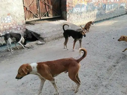 जबलपुर में आवारा कुत्ते के हमले से युवक की मौत, पहचान में जुटी पुलिस