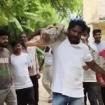 इटावा के रामपुरिया गांव में फिर घुसा मगरमच्छ, रेस्क्यू कर चंबल नदी में छोड़ा गया