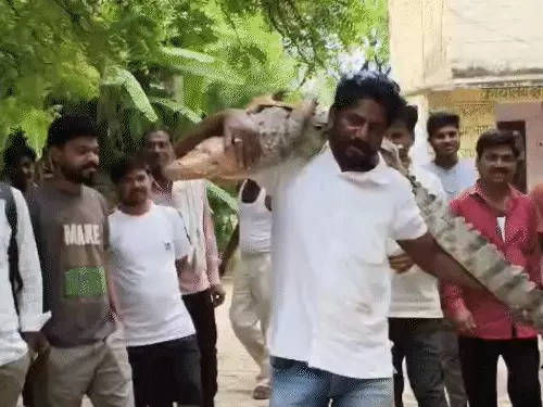 इटावा के रामपुरिया गांव में फिर घुसा मगरमच्छ, रेस्क्यू कर चंबल नदी में छोड़ा गया