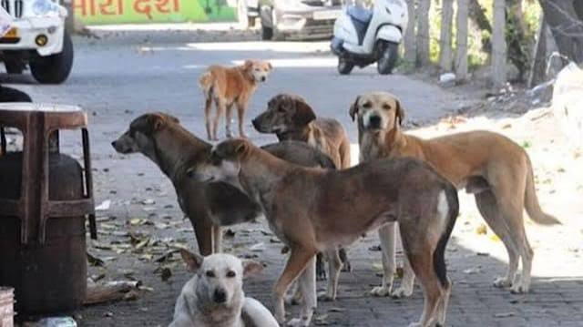 Dog Attack in Chamoli: कुत्तों के आतंक से सहमे लोग, 10 स्कूल बंद; बच्चों की पढ़ाई Online