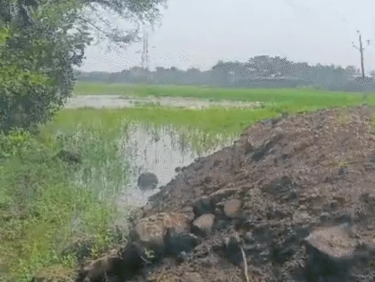 भोपाल के केरवा डैम के अतिक्रमणों की होगी जांच, NGT ने कमेटी को दिए निरीक्षण के निर्देश