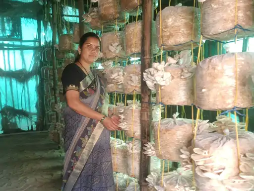 अंबिकापुर की सुरबिल दास बनीं मशरूम उत्पादन की नेशनल ट्रेनर, 500 से अधिक लोगों को दे चुकी हैं प्रशिक्षण