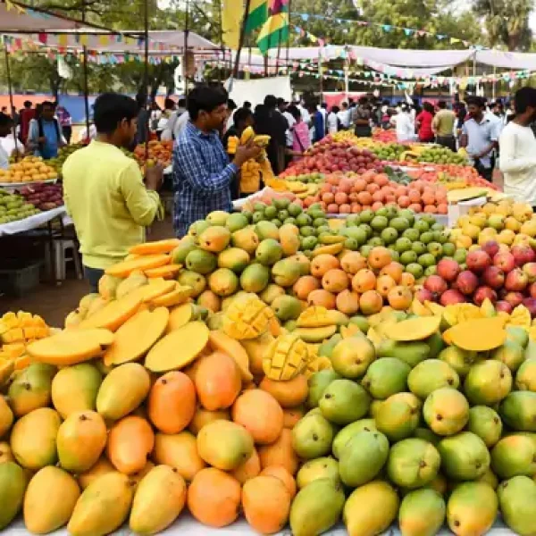 रायपुर में लगेगा तीन दिवसीय राष्ट्रीय आम महोत्सव, 250 से ज्यादा किस्मों के आम होंगे आकर्षण