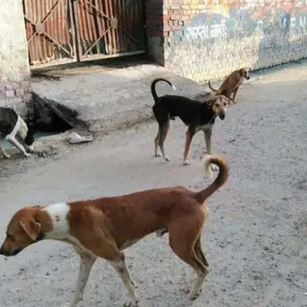 जबलपुर में आवारा कुत्ते के हमले से युवक की मौत, पहचान में जुटी पुलिस