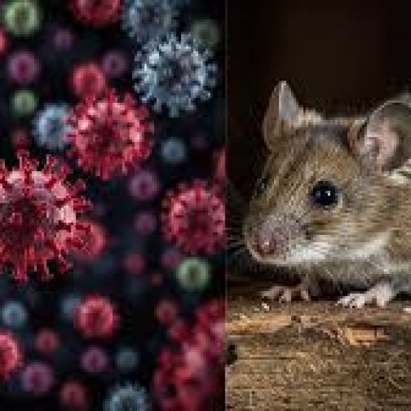 Hantavirus