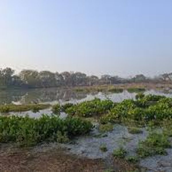 Rainfall Crisis